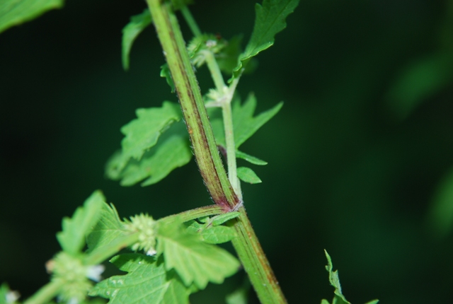 Lycopus europaeus